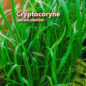 Cryptocoryne spiralis narrow